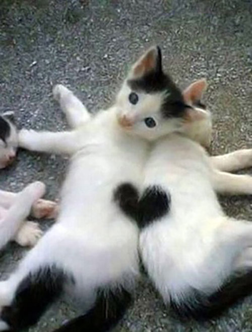 FurHeart