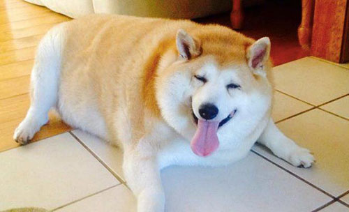 Image result for fat shibe