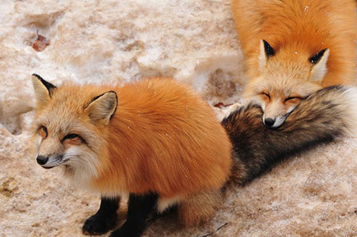 FoxVillage 1
