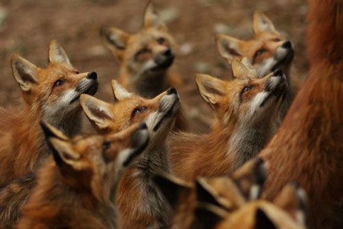 FoxVillage 2