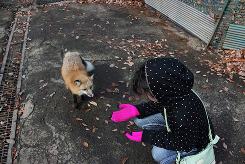 FoxVillage 3