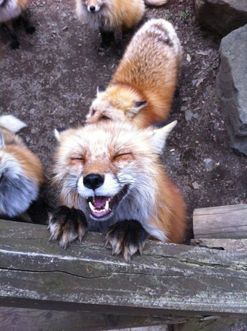 FoxVillage 8