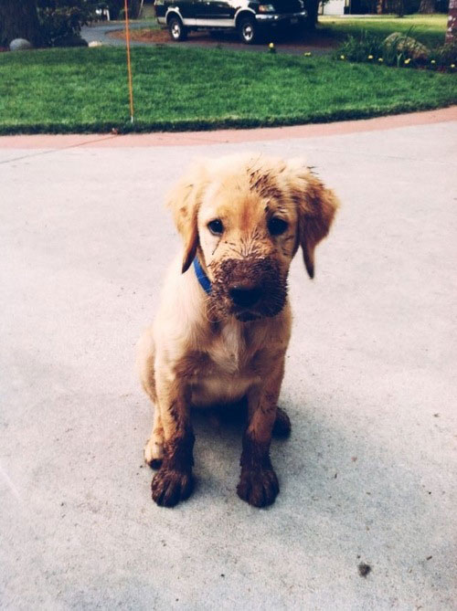 MuddyPup 2