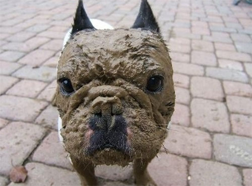 MuddyPup 8