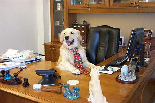 OfficePets 5