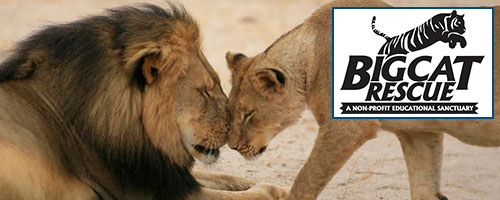 BigCatRescue banner