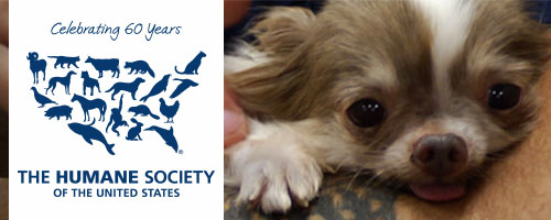 HumaneSociety Banner