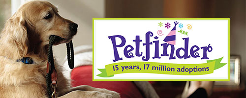 Petfinder banner