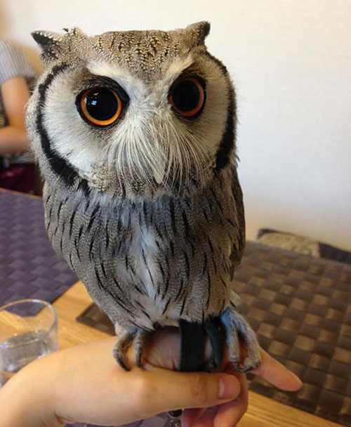 OwlCafe 2