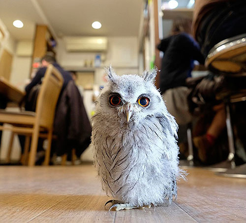 OwlCafe 4