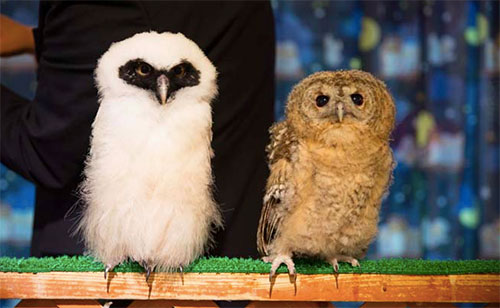 OwlCafe 7