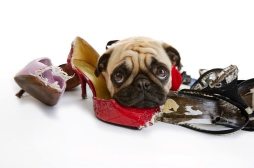 pet resolutions8