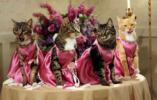 PetWedding 2