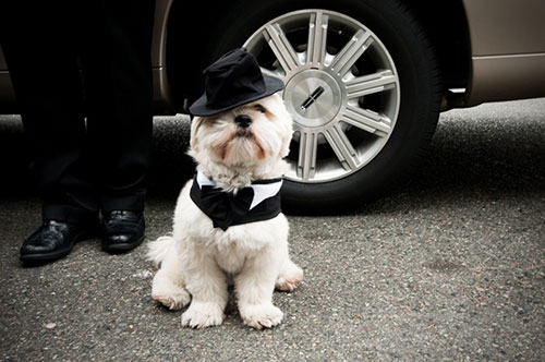 PetWedding 8