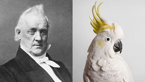 Buchanan Cockatoo