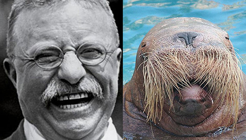 Teddy Walrus