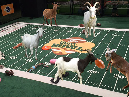 goatbowl