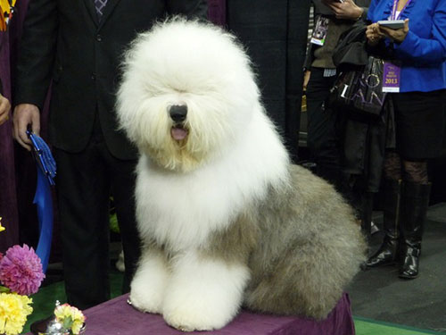 DogShow 2