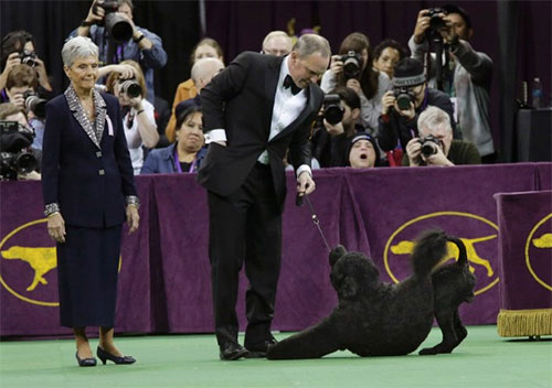 DogShow 3