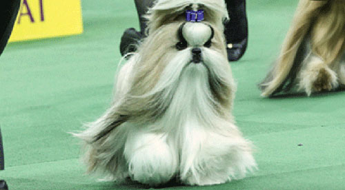 DogShow 4