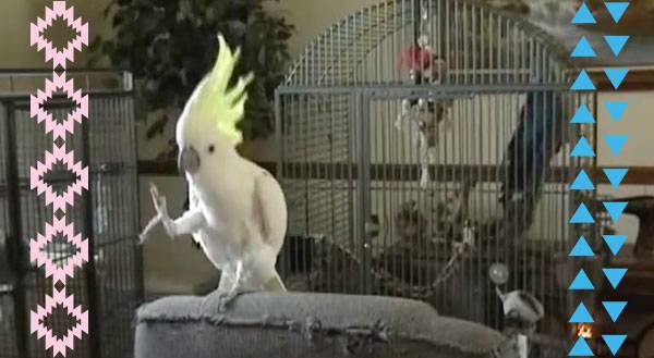 Bird Rocks Out to Stevie Nicks, Shames Other Birds [VIDEO]