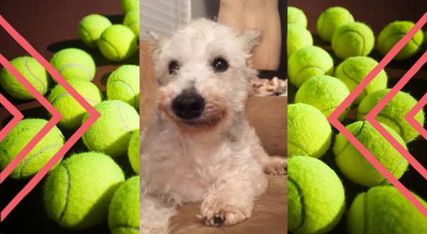 Nice Try, Human. Get Your Own Tennis Ball! [VIDEO]