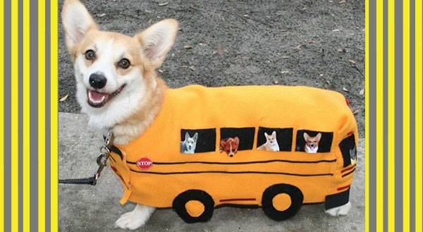 11 Pets That Get an A+ on Back to School Readiness