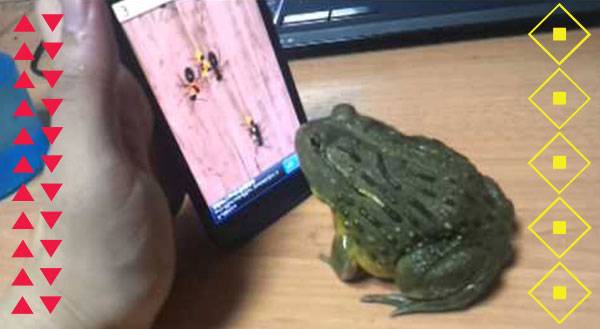 WATCH: Frog Wins at iPhone Game, Loses at Sportsmanship!