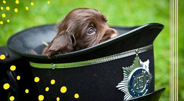 Police Puppies Who Put The "Aw!" in Law Enforcement