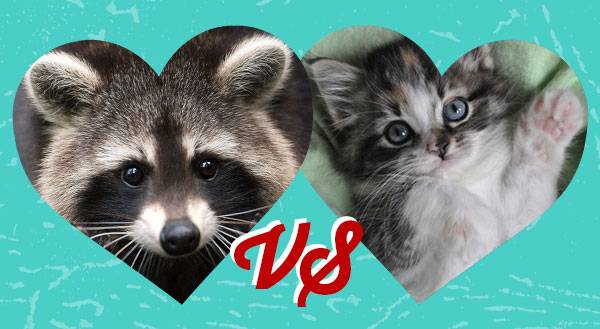 Baby Raccoon and Kitten Fight… and Love Like Superheroes! [VIDEO]