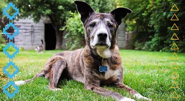 9 Awesome Reasons to Adopt a Senior Pet