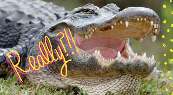 WATCH: Man Feeds Gators From His Mouth, Laughs at Death!
