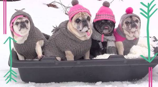 Cool Runnings, Pug Style [VIDEO]