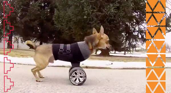 Two-Legged Pup Keeps Rollin’ Along! [Video]