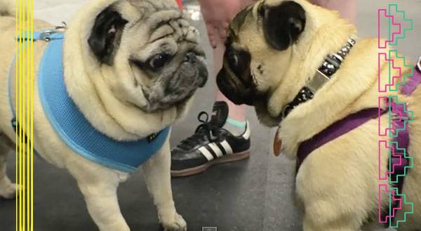 NYC Had a Pug Meet-Up & We’re Having Serious FOMO [VIDEO]