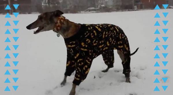Greyhound in Batman Pajamas Is The Hero This City Needs! [VIDEO]