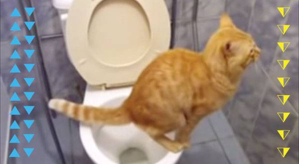 Toilet-Trained Cat Makes Your Achievements Look Petty. [VIDEO]