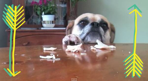WATCH: Hangry Puggle Will Eat OR ELSE