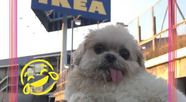 WATCH: Rescue Dog Marnie Shops For Furniture, Meatballs at IKEA