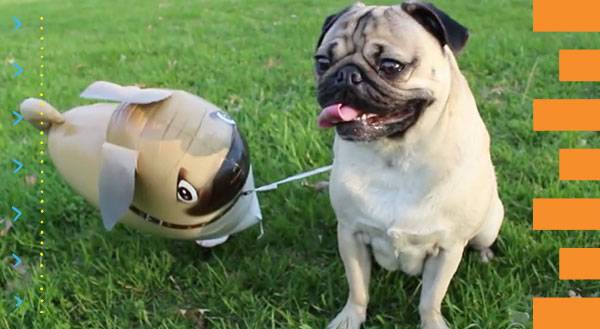 WATCH: Pug Loves His Balloon Doppelgänger