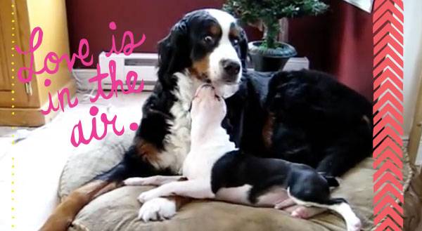 Boston Terrier Gets on Bernese Mountain Dog's Last Nerve! [VIDEO]