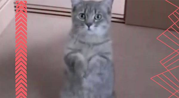 For the Love Of Mercy, Give This Kitty What She Wants! [VIDEO]