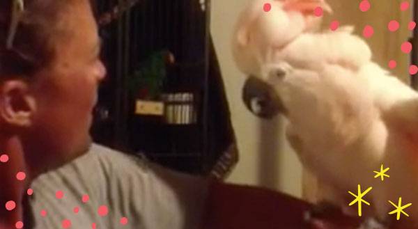 Pebble The Crazy Cockatoo Can’t Stop Laughing