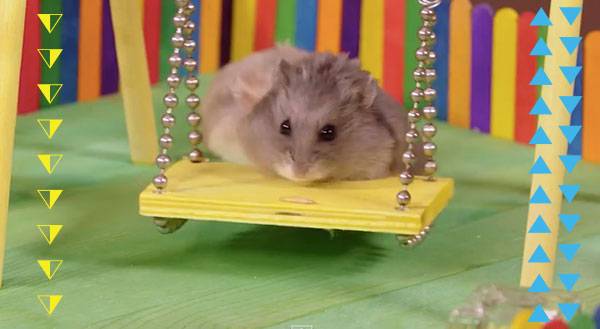 Two Tiny Hamsters + Tiny Park = CUTENESS OVERLOAD! [Video]