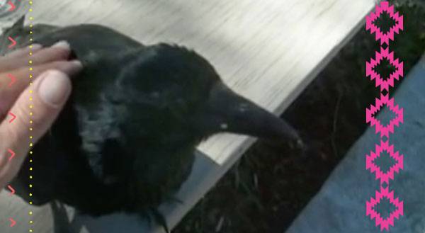 Watch: How to Pet A Wild Raven if You’re NOT Edgar Allan Poe