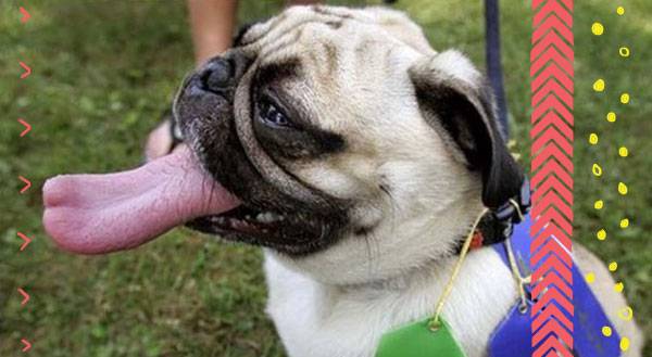 9 Dogs With Tongues That Would Make Gene Simmons Jealous