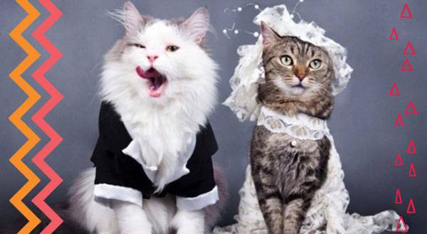 We Now Pronounce You Pet and Pet: 9 Pet Couples Get Married!