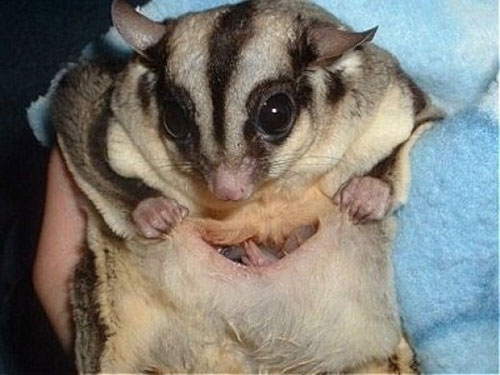 9 Reasons Sugar Gliders are the Sweetest Pets Ever - Freak 4 My Pet