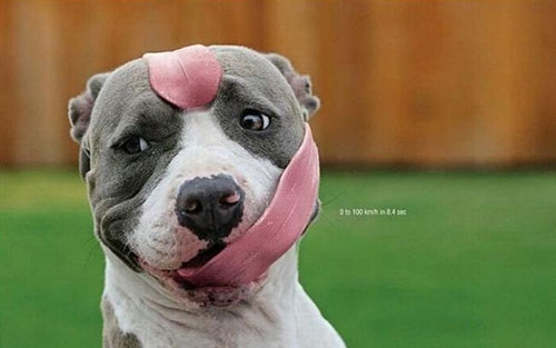 Lick my tawt Lick my tawt